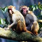 Wild monkeys in National Forest Park attracts numerous visitors 