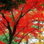 ZJJ Badagongshan Mountain: One Scarlet Maple Leaf for Nostalgia 