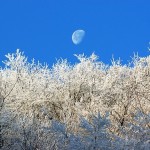 ZJJ’s Winter Landscape is More an Attraction than a Protective Screen 