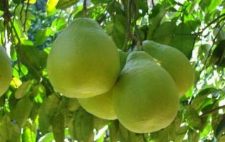 Zhangjiajie Gold and Fragrant Grapefruit(Jinxiang Grapefruit) 