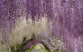 10 Most beatuiful tree tunnels in the world 