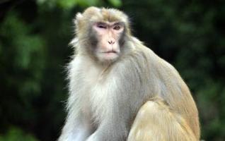 Do Not Tease Wild Monkeys in Wulingyuan Scenic Spot 