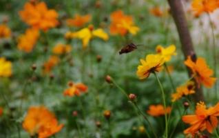 Zhangjiajie Garden cosmos in October 