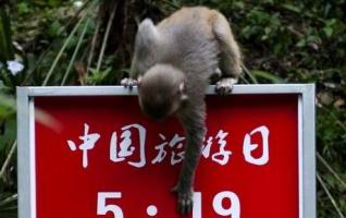 China Tourism Day "Monkeys" play promoters in Zhangjiajie 