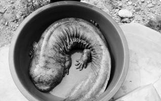 Zhangjiajie wild giant salamander be caught by an old man 