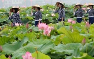 Second Xiangtan Lotus Cultural Festival Held 