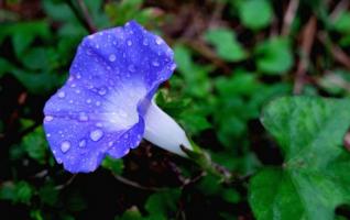 Zhangjiajie tourism Wild flowers first to open in autumn and winter 