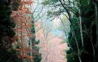 Zhangjiajie, Golden Whip Stream autumn landscape picture 