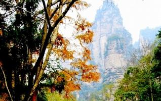 Zhangjiajie National Forest Park in the fall scenery 