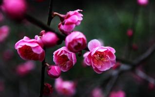 Huang Shizhai's plum blossom open to Welcome the coming of spring 