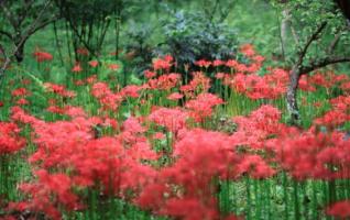 The spring landscape in Zhangjiajie National Forest Park 