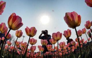 Flowers Blossom in Hunan 