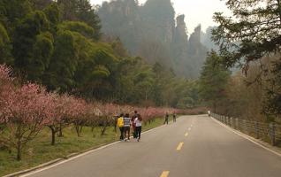 Zhangjiajie park waiting for your spring outing 