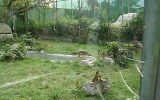 Wulingyuan:A new home for macaque 