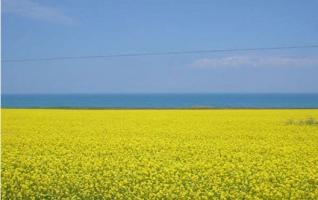 Zhangjiajie held the first Rapeseed flowers festival 