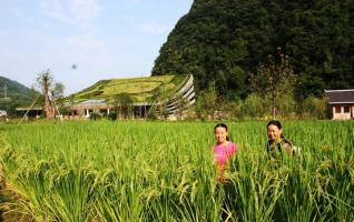 Zhangjiajie Huanglong Cave : Harvest in Full Swing 