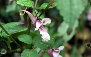 Lobster Flower Blooming in Zhangjiajie Park Golden Whip Stream 