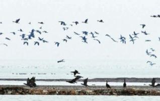 7th Dongting Lake International Bird-Viewing Festival in Yueyang 