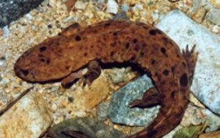 2012 Giant Salamander Protection and Development Seminar will be held 