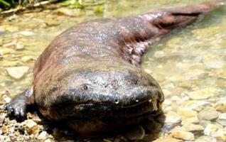 Zhangjiajie Giant Salamander Will Declare World Guinness Record 