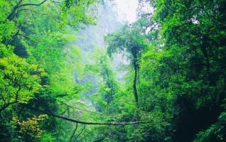 “Five Greening” Dressed up Ecological Zhangjiajie 