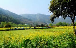 ZJJ Wulingyuan Huanglong Hole with Hundred Acre canola flower sea 