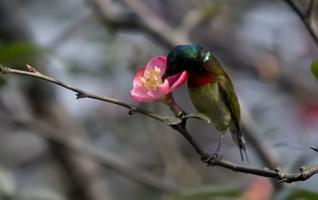 Zhangjiajie “Protect Birds” Activities are Open 