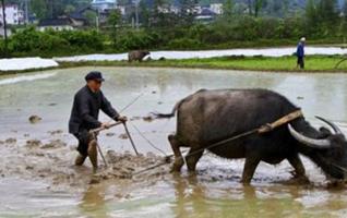 Preparation for Spring Plowing Begins in Hunan 