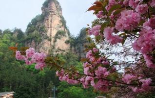 ZJJ National Forest Park's Beauty of Spring Is Waiting for Your Coming 