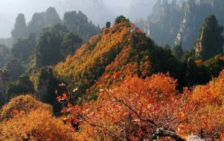 Zhangjiajie Tourism Have a Steady Growth 