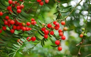 China’s Largest Botanical Garden Launched in Zhangjiajie 