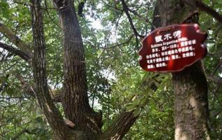 Name Tags Added on the Trees of ZJJ Wulingyuan Core Scenic Spot 