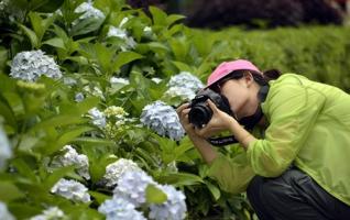 Wulingyuan Hydrangeas Welcome Travelers During Dragon Boat Holiday 