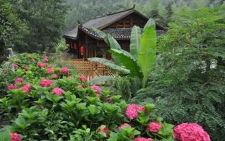 Red Hydrangeas Burst into Bloom in “Shan Go Go” Rural Inn 