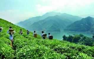 Hunan Xiangxi Guzhang Maojian Tea Winning Gold Award in 2013 