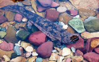 ZJJ Giant Salamanders Settle Down in Golden Stream Whip 