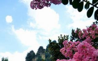 Zhangjiajie Crape Myrtle Flowers Show “Smile” 