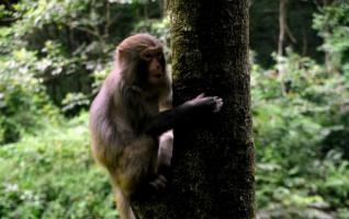 Lovely Monkeys Bring You Cool in Zhangjiajie 