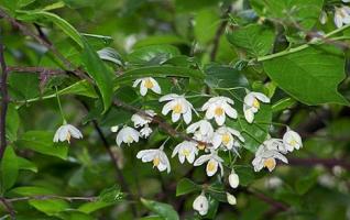 Endangered Species Changiostyrax Dolichocarpa Shows in Tianmenshan 