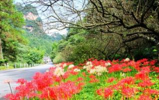 Beautiful Shorttube Lycoris Are in Blossom in ZJJ Wulingyuan 