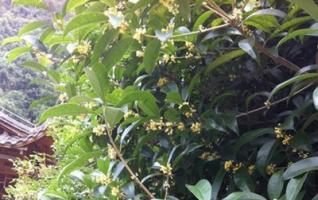 ZJJ National Forest Park is full of Sweet Osmanthus During Autumn 