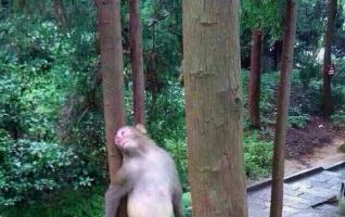 Wild monkeys in ZJJ National Forest Park attracts numerous visitors 