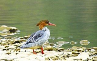 “Panda in Birds”—Chinese Merganser Was First Found in Zhangjiajie 