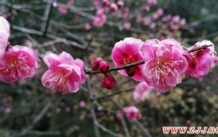 Zhangjiajie National Forest Park with Full Blooms to welcome the Visitors 