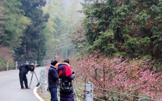 The Guests Favoring Plum Blossoms and Snow in ZJJ Huangshi Village 