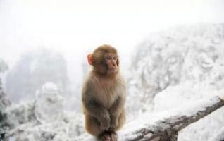 ZJJ Guests Adored Cute Monkeys in Snow-Covered Huangshi Village 