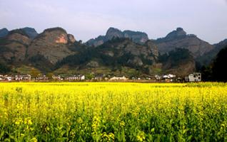 Lanshan to Hold Pear Blossom Appreciation Activity 