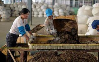 Hunan Anhua, the Hometown of Dark Tea Becomes Tourist's New Favorite 