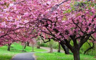 Cherry Blossom Festival in Hongjiang Ancient Town 