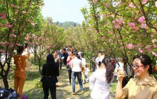 Tourists Enjoy Cherry Blossom in Hongjiang Ancient Town 